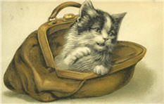 postcard of fluffly cat